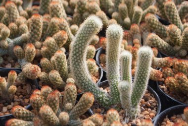 Saksı houseplant küçük yeşil kaktüs seçici odak