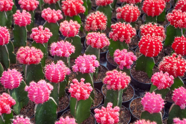 Small red and pink cactus selective focus in flowerpot