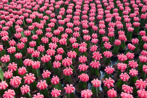 Pequeño cactus rosa enfoque selectivo en maceta planta de interior — Foto de Stock