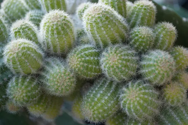 Small green cactus selective focus in flowerpot houseplant — Stock Photo, Image