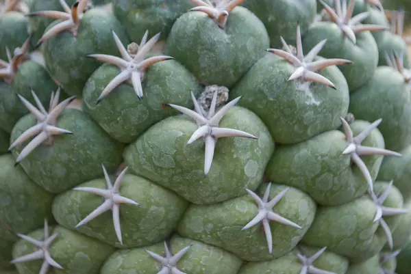 Малий зелений кактус селективний фокус в квітковому горщику — стокове фото