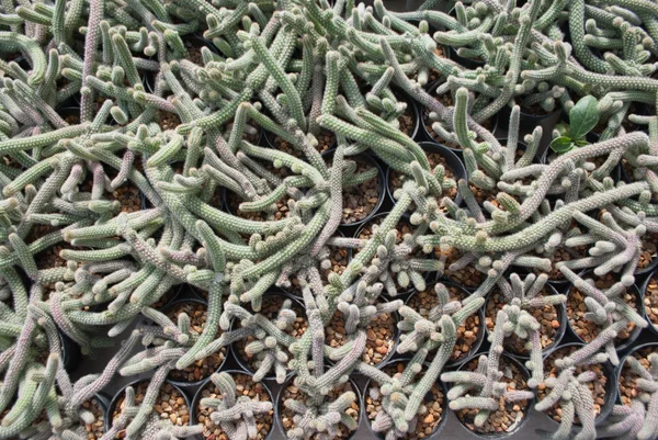 Mały zielony Kaktus Selektywny fokus w doniczki houseplant — Zdjęcie stockowe