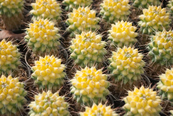 Маленький жовтий кактус селективний фокус в квітковому горщику — стокове фото