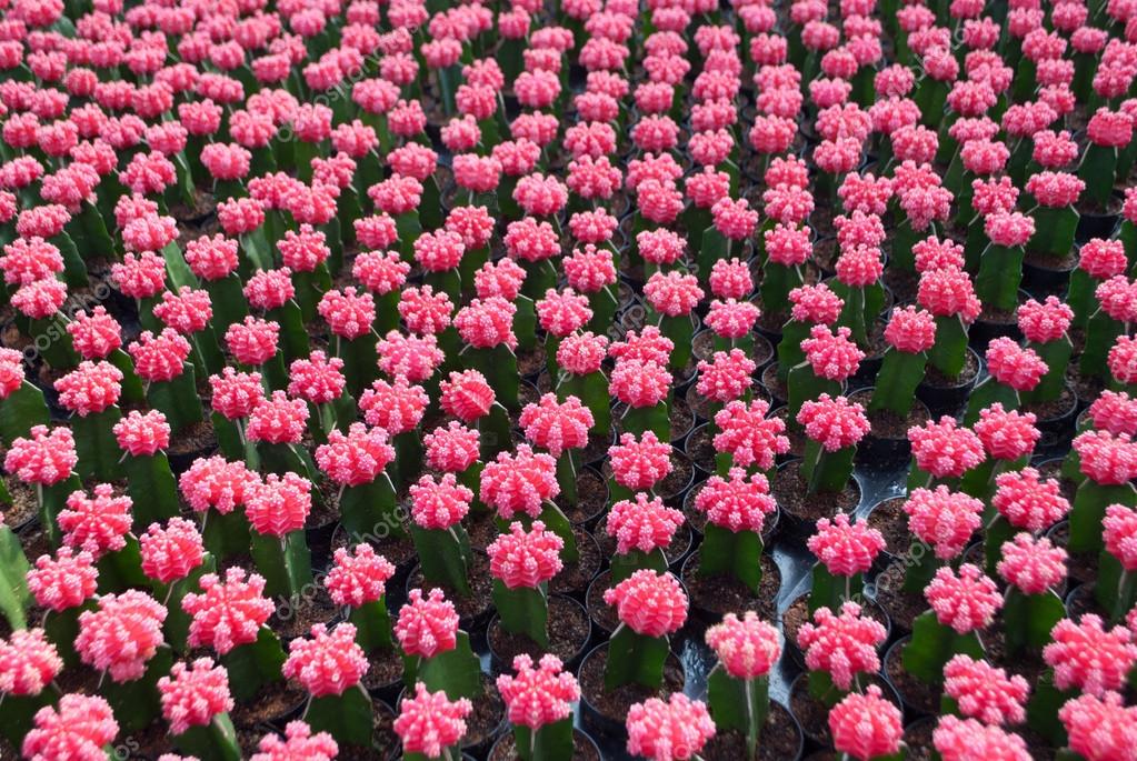Mise Au Point Sélective Petit Cactus Rose En Plante D