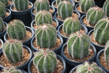 Saksı houseplant küçük yeşil kaktüs seçici odak