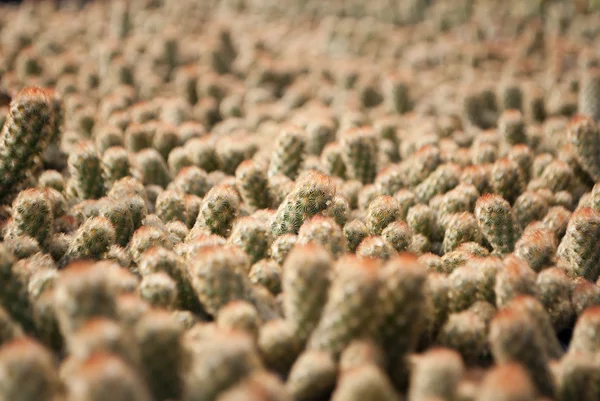 Kis zöld kaktusz szelektív összpontosít a virágcserép kivitelezés — Stock Fotó