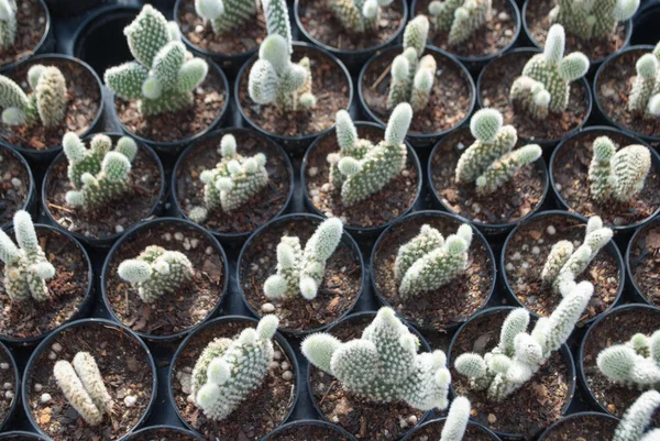 Small green cactus selective focus in flowerpot houseplant — Stock Photo, Image