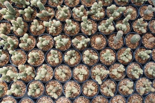 A kis zöld kaktusz szelektív összpontosít a virágcserép felülnézet — Stock Fotó