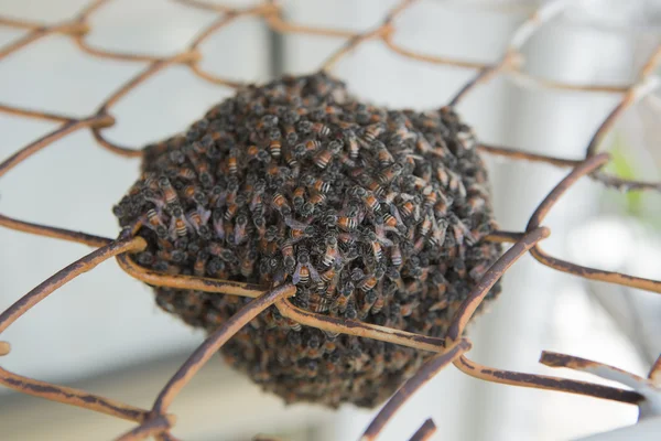 Bienennest und Wabe auf rostigem Stahlgitter — Stockfoto