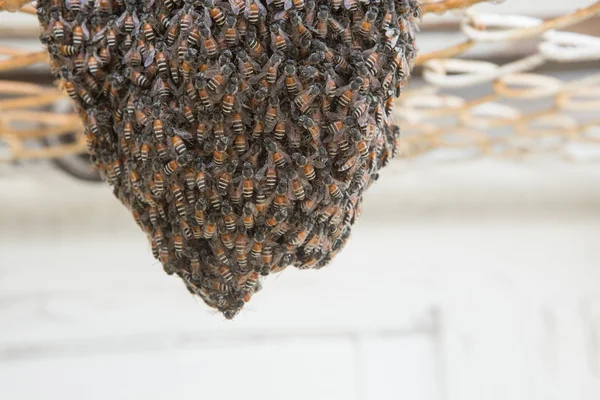 Nido di api e nido d'api su griglia in acciaio arrugginito — Foto Stock
