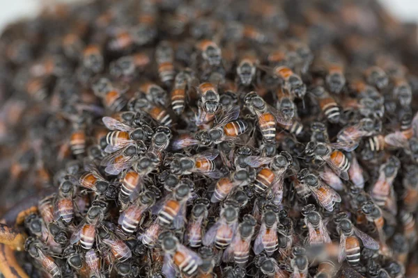 Včelí hnízdo a plástev vychází rezavé ocelové mřížky — Stock fotografie