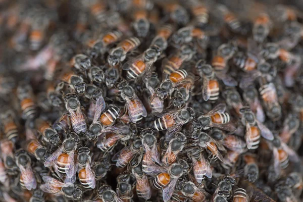 Bee building nest and honeycomb on rusty steel grille — Stock Photo, Image