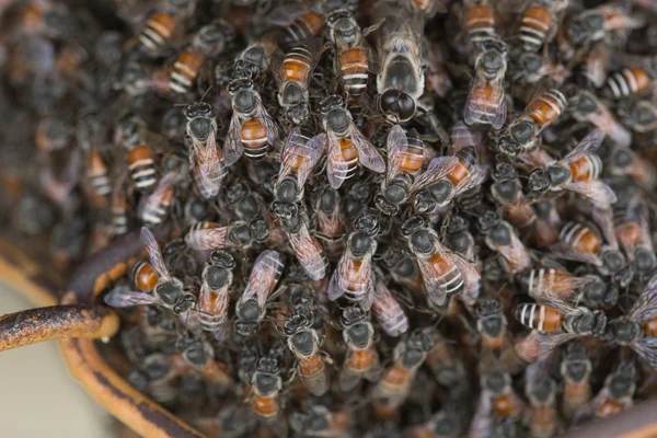 Včelí hnízdo a plástev vychází rezavé ocelové mřížky — Stock fotografie