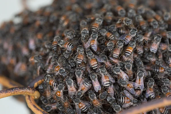 Пчелиное гнездо и соты на ржавой стальной решетке — стоковое фото
