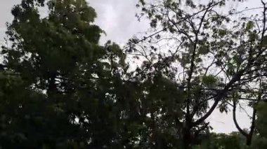 Yağmurdan önce güçlü rüzgarlar, gün ortasında ağaçları vuruyor ama karanlık bir atmosferde. Şiddetli rüzgarların eşlik ettiği yağmurdan önce dramatik ve gergin bir atmosfer yaratıyor. Yağmurdan önce atmosfer için arka plan olarak kullanılabilir.