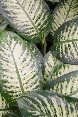 Tropikal dieffenbachia yaprağı dokusu arka planı