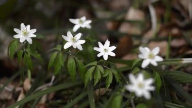 Rüzgarda hareket eden ahşap şakayık çiçeğinin yakın çekimi