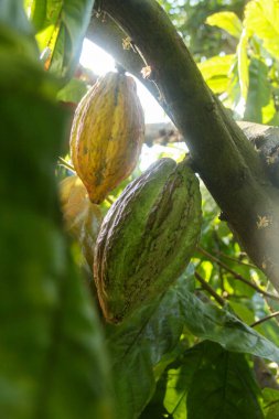 Kakao meyvesi ya da kakao ağaçta, kakao meyvesi lezzetli çikolata yapımının ana malzemesidir ve tropikal iklimleri olan birçok ülkede yetişir.