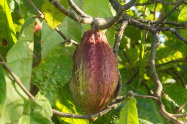 Kakao meyvesi ya da kakao ağaçta, kakao meyvesi lezzetli çikolata yapımının ana malzemesidir ve tropikal iklimleri olan birçok ülkede yetişir.