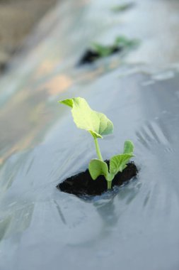 Genç karpuz bitkileri veya salatalık Melo L. bir tarım arazisinde bulunur ve ot büyümesini önlemek için plastik malçlarla çevrilidir.