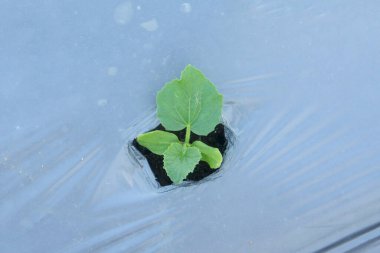 Genç karpuz bitkileri veya salatalık Melo L. bir tarım arazisinde bulunur ve ot büyümesini önlemek için plastik malçlarla çevrilidir.