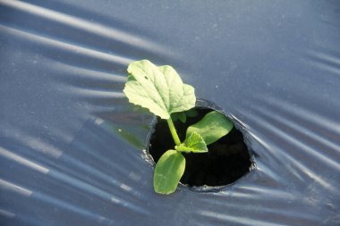 Genç karpuz bitkileri veya salatalık Melo L. bir tarım arazisinde bulunur ve ot büyümesini önlemek için plastik malçlarla çevrilidir.