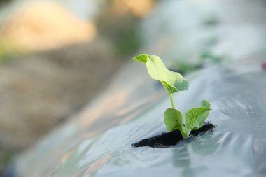 Genç karpuz bitkileri veya salatalık Melo L. bir tarım arazisinde bulunur ve ot büyümesini önlemek için plastik malçlarla çevrilidir.