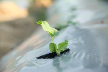 Genç karpuz bitkileri veya salatalık Melo L. bir tarım arazisinde bulunur ve ot büyümesini önlemek için plastik malçlarla çevrilidir.