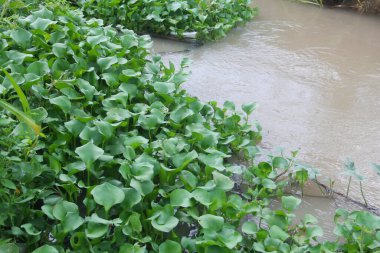 Eichhornia Crassipes sümbülü Endonezya 'daki tropikal nehir göletinde yüzüyor, nehirdeki su sümbülü ve nehir akışını bozuyor.