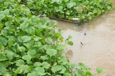 Eichhornia Crassipes sümbülü Endonezya 'daki tropikal nehir göletinde yüzüyor, nehirdeki su sümbülü ve nehir akışını bozuyor.