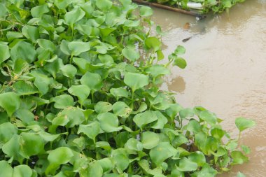 Eichhornia Crassipes sümbülü Endonezya 'daki tropikal nehir göletinde yüzüyor, nehirdeki su sümbülü ve nehir akışını bozuyor.
