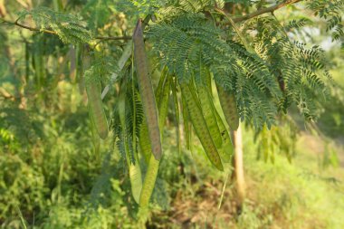 Petai ağacı veya taze yeşil petai meyvesi üreten Leucaena löcocephala