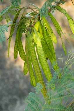 Petai ağacı veya taze yeşil petai meyvesi üreten Leucaena löcocephala