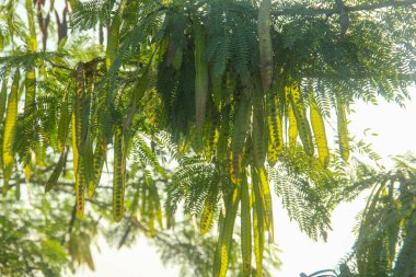 Petai ağacı veya taze yeşil petai meyvesi üreten Leucaena löcocephala
