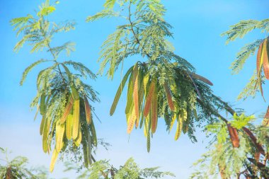 Petai ağacı veya taze yeşil petai meyvesi üreten Leucaena löcocephala