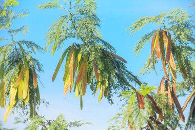 Petai ağacı veya taze yeşil petai meyvesi üreten Leucaena löcocephala