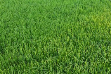 Genç karpuz bitkileri veya salatalık Melo L. bir tarım arazisinde bulunur ve ot büyümesini önlemek için plastik malçlarla çevrilidir.