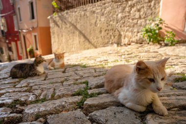 Rovinj, Hırvatistan - 15 Ağustos 2025: Üç gevşemiş kedi öğleden sonra ışığında sıcak kaldırım taşlarının üzerinde dinlenerek, eski pastel duvarlara karşı sakin bir uyum ortamı oluşturuyor.