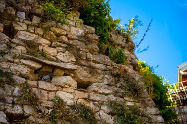 Porec, Hırvatistan - 13 Ağustos 2025: Parlak mavi gökyüzünün altındaki kayaların arasında yuva yapan güvercinlerle yeşillikle kaplanmış eski taş duvar