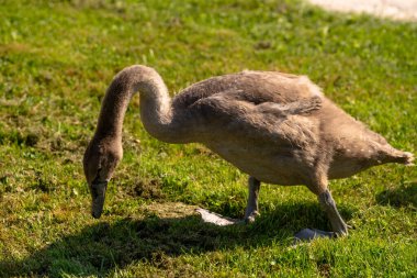 Yaşamın ilk evrelerini yakalayan bu resim canlı yeşil çimlerde yürüyen genç gri bir cygnet 'i gösteriyor. Güneş ışığı, doğal ortamını keşfederken yumuşak, yumuşak tüylerinin ve büyük perdeli ayaklarının dokusunu vurgular. Mükemmel.