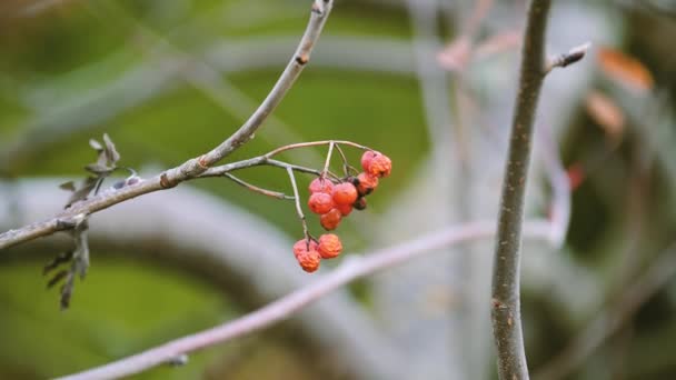 Sonbahar parkında Rowan ağacı dalı ve kırmızı meyveler — Stok video