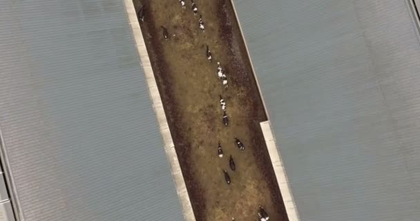 Корови пасуться за парканом худоби на фермі. Повітряні кадри — стокове відео