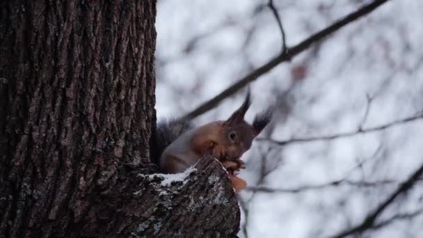 Ardilla en el árbol comiendo una nuez — Vídeos de Stock
