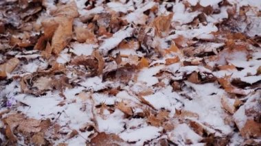 Düşen yapraklara ilk kar