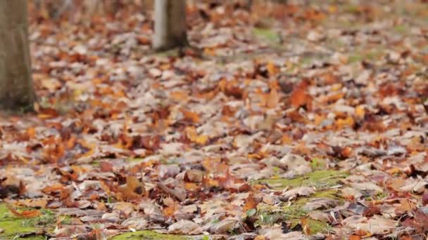 Arany ősz a parkban. Levelek a földön — Stock videók