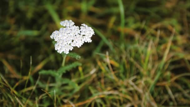 Yarrow flower close up. Achillea millefolium. Champ de fleurs blanches en automne. Journée ensoleillée dans le parc. — Video