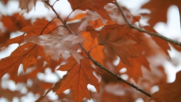 Stagione di belle foglie d'autunno — Video Stock