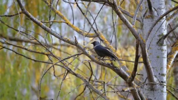 Jackdaw sentado em um ramo de vidoeiro entre folhas de outono amarelas — Vídeo de Stock