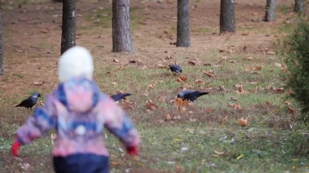 Menina pequena correr perseguição torres e jackdaws pássaros no parque de outono. — Vídeo de Stock