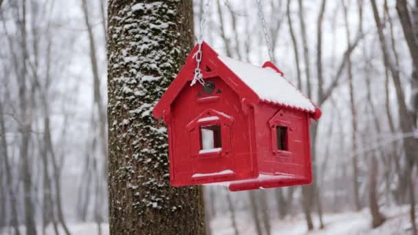 Casa de pájaros en el parque de invierno. Casa roja miniatura para pájaros — Vídeos de Stock